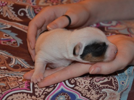 ENDYMION ist PARTY-LÖWE (Tatze!) und KUSCHEL-TIGER in einem :-)